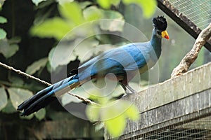 Great blue turaco