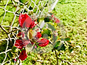 Great bougainvillea grows through the wire fence. close up.