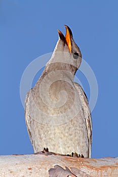 Great Bowerbird, Australia