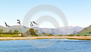 Great Britain United Kingdom Welsh river landscape with Geese flying over water