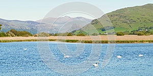 Great Britain United Kingdom Welsh river landscape with swans on water