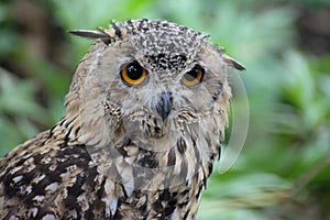 Great brown owl in the nethelands