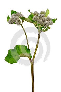 Great Burdock (Arctium lappa) flower