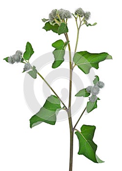 Great Burdock (Arctium lappa) flower