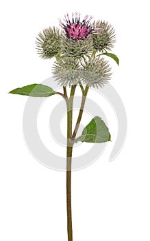 Great Burdock Arctium lappa flower photo