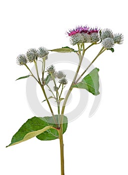 Great Burdock (Arctium lappa)