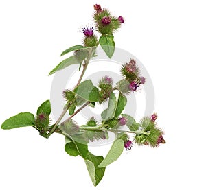 Great Burdock Flower