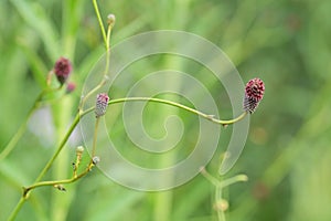 Great burnet flowers