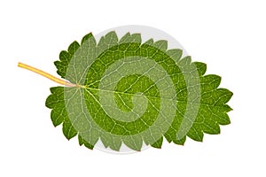 Great Burnet leaf
