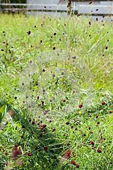 Great burnet plant in meadow Sanguisorba officinalis