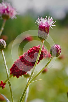 Great burnet Sanguisorba officinalis