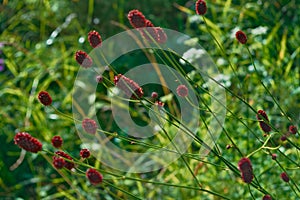 Great burnet Sanguisorba officinalis