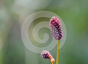 Great Burnet - Sanguisorba officinalis