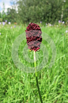 Great Burnet (Sanguisorba officinalis)