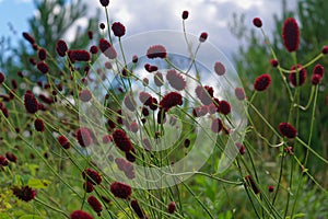 Great burnet Sanguisorba officinalis Greater burnet flower