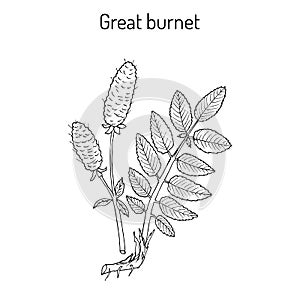 Great burnet Sanguisorba officinalis , medicinal plant