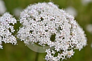 Great Burnet-saxifrage in bloom.