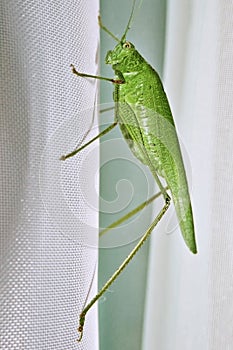 Great bush green cricket