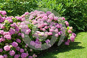 Great bush of pink flower hydrangea blooming in the garden photo