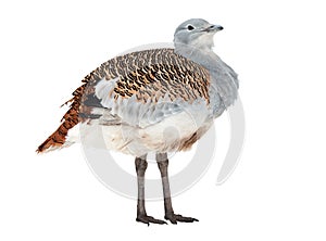 Great Bustard