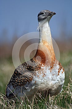 Great bustard
