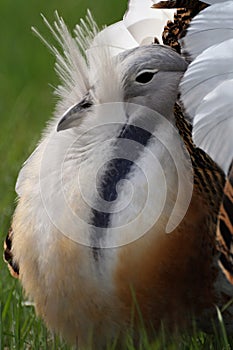 Great bustard