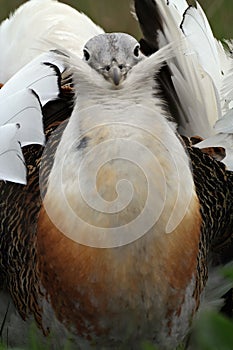 Great bustard