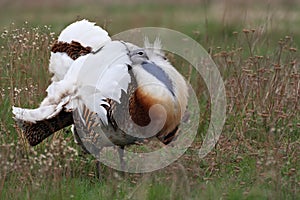 Great bustard