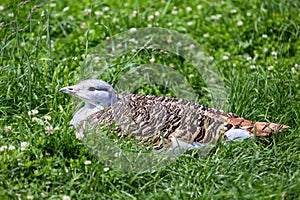 Great Bustard