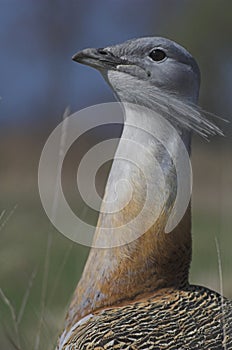 Great Bustard - Otis Tarda