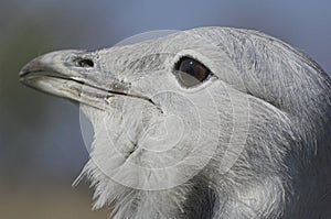 Great Bustard - Otis Tarda