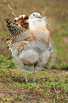 Great Bustard (Otis tarda)