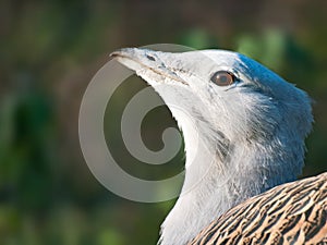 Great Bustard, Otis tarda closeup