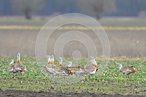 Great Bustard Otis tarda photo