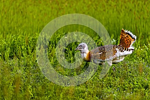 Great Bustard Otis tarda photo