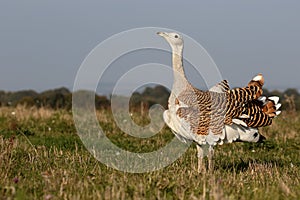 Great bustard, Otis tarda photo