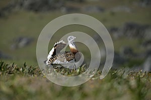 Great bustard, Otis tarda photo