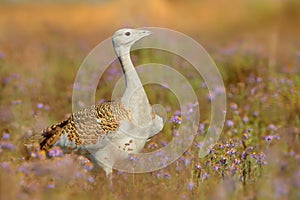Great Bustard otis tarda sitting on the meadow with beautiful orange background in the morning photo