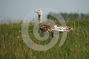 The great bustard Otis tarda in spring grass