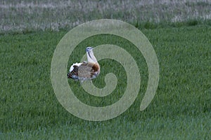 Great bustard in spring in Brandenburg