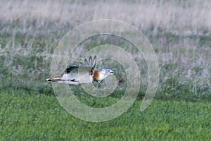 Great bustard in spring in flight