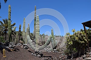 Great Cactus, latin: Pachycereus pringlei, Mexico