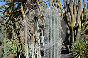 Great cactus species combination and various types of plants