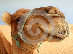 Great camel headshot photo