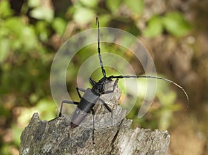 Great capricorn beetle (Cerambyx cerdo) photo