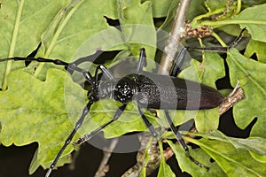 Great capricorn beetle (Cerambyx cerdo) photo