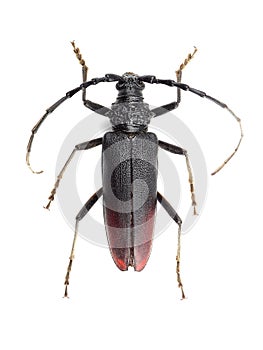 Great capricorn beetle (Cerambyx cerdo) isolated on white photo