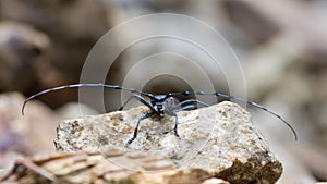 Great capricorn beetle - Cerambyx cerdo photo