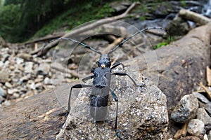 Great capricorn beetle - Cerambyx cerdo photo