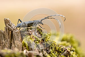 Great capricorn beetle on dead wood